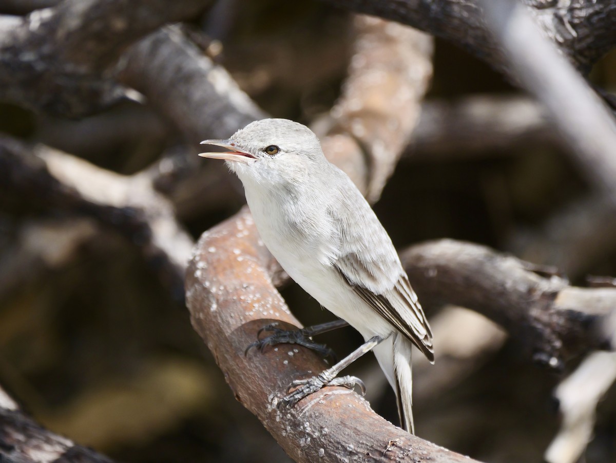 Carricero de Kiritimati - ML641721683