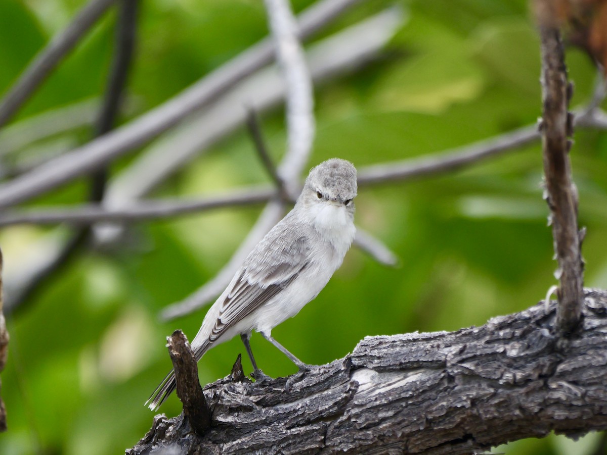 Carricero de Kiritimati - ML641721684