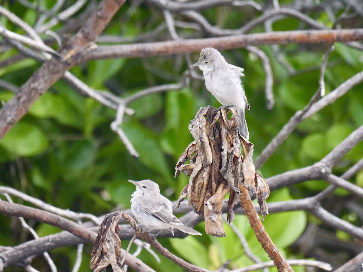 Carricero de Kiritimati - ML641721685