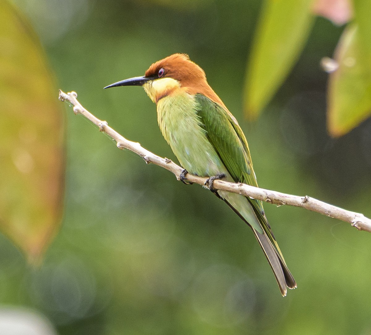 Chestnut-headed Bee-eater - ML641721748