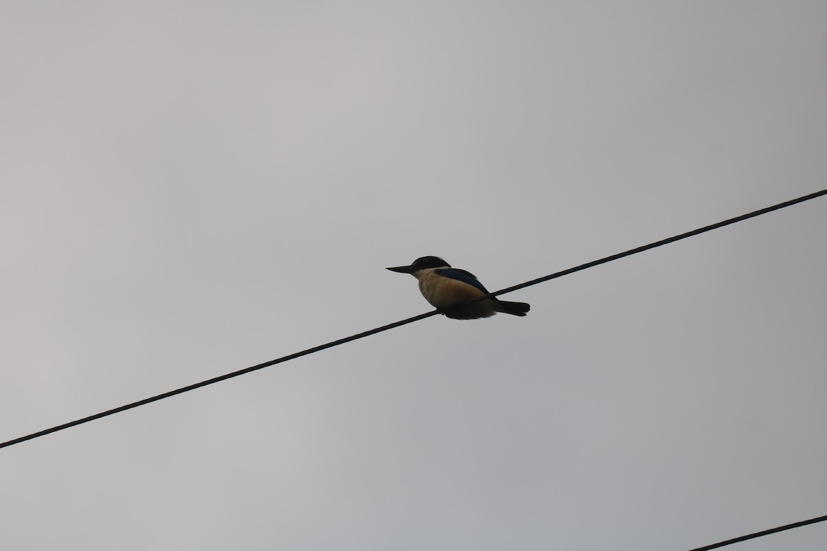 Sacred Kingfisher - ML641721749