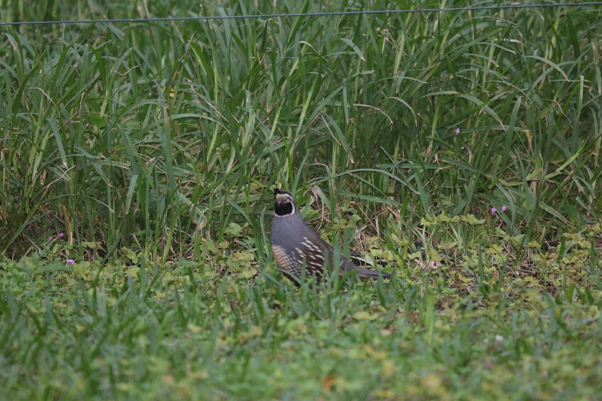 California Quail - ML641721760