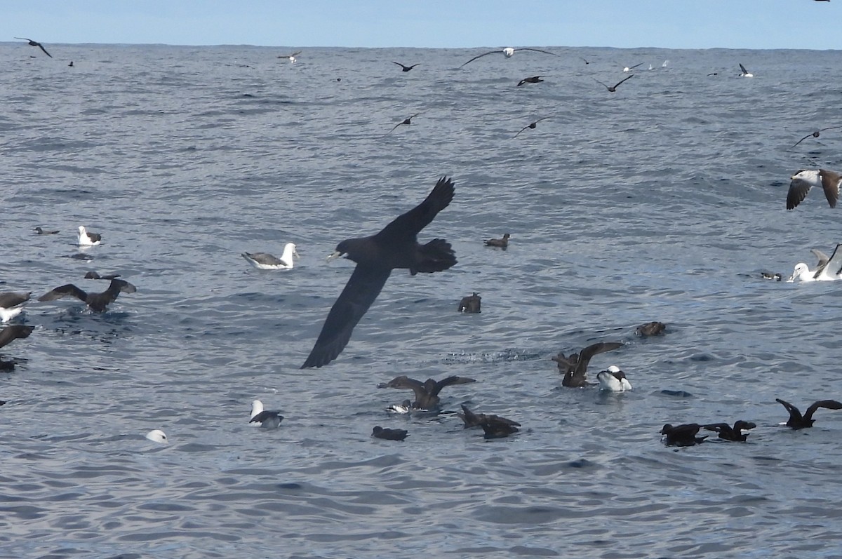 White-chinned Petrel - ML641721768