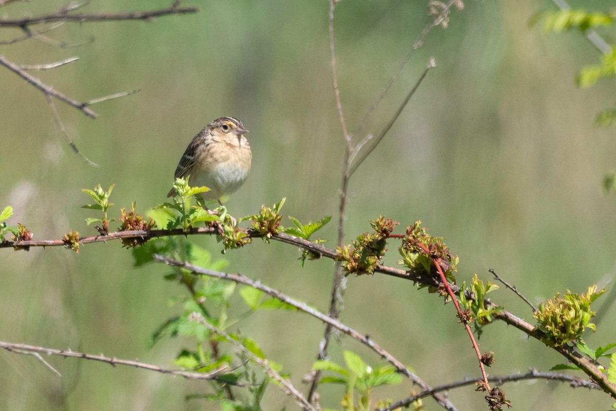 Grasshopper Sparrow - ML641721775