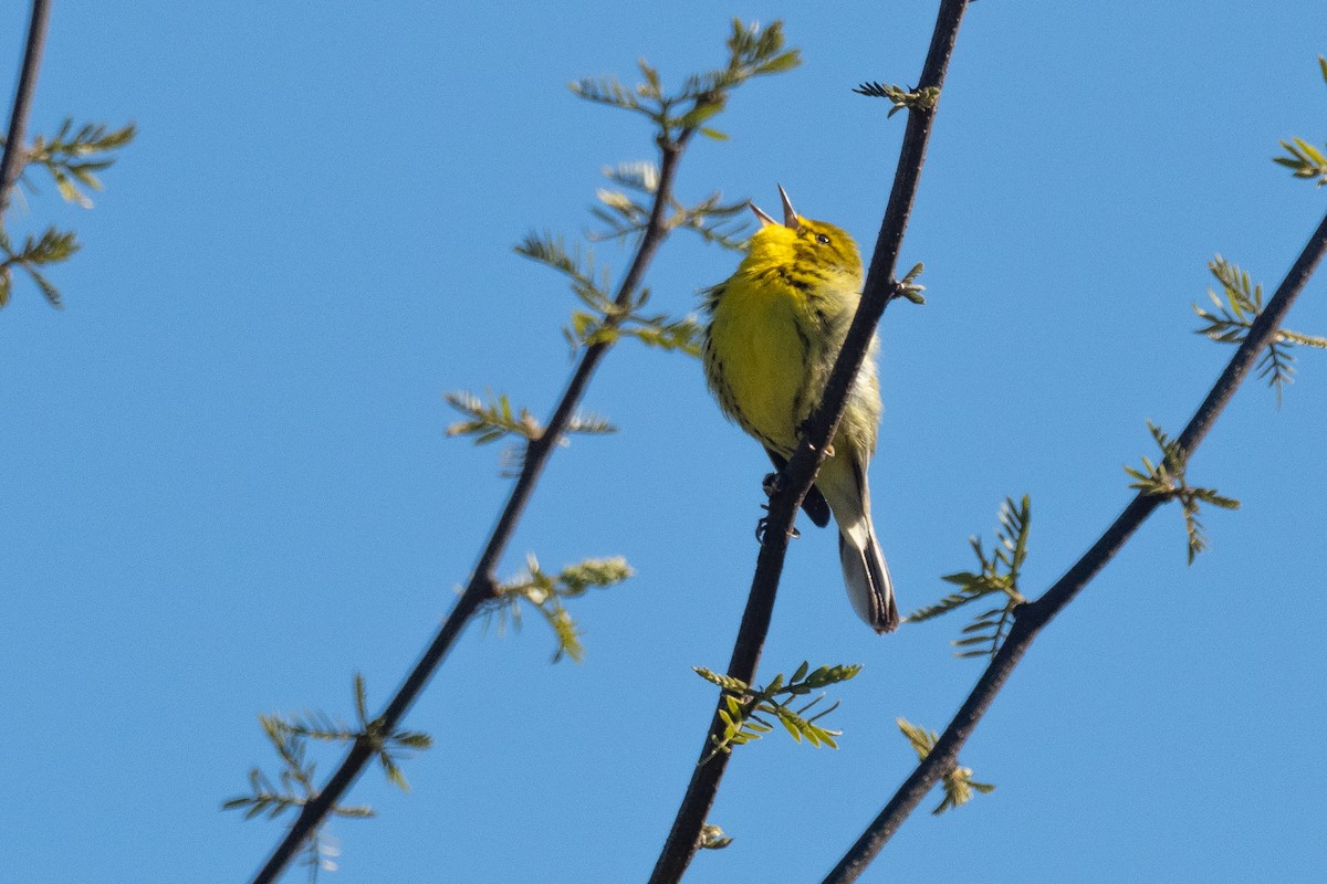 Paruline des prés - ML641721788