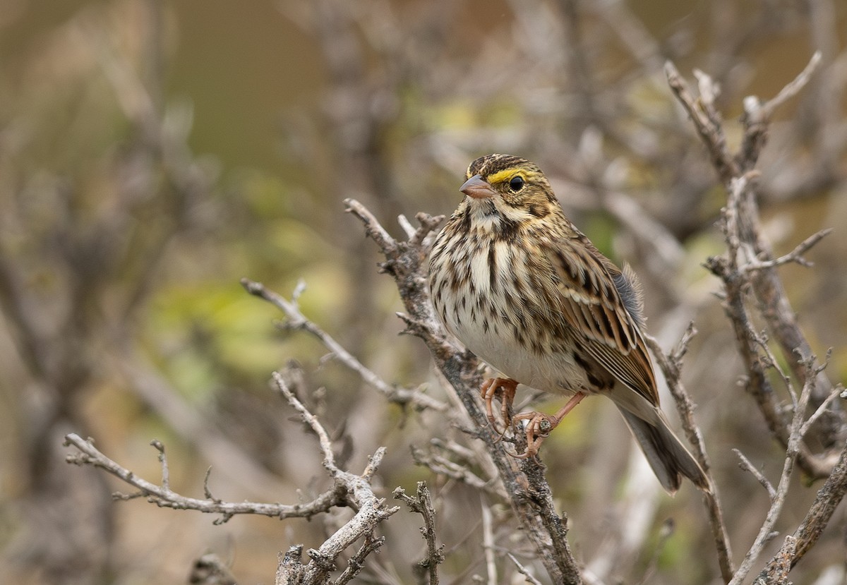 Savannah Sparrow - ML641721807