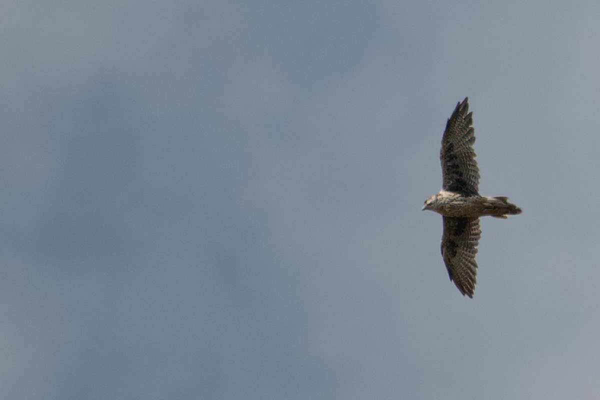 Prairie Falcon - ML641721808