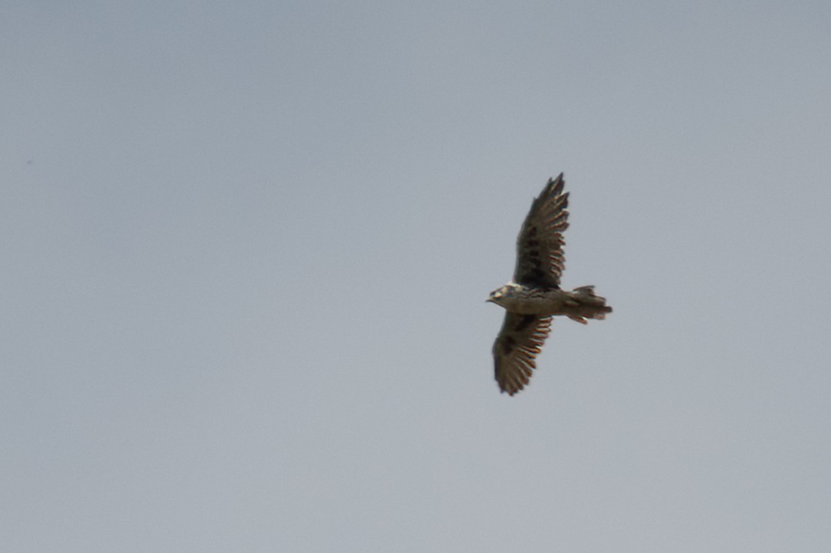 Prairie Falcon - ML641721809
