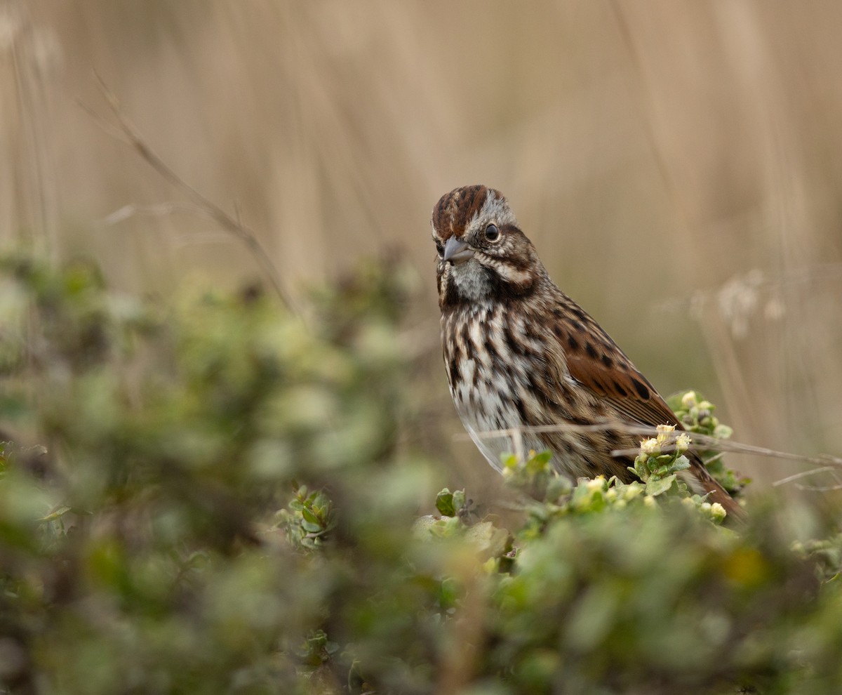 Song Sparrow - ML641721810