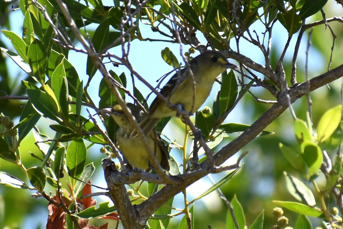 Mangrove Vireo - ML641721849
