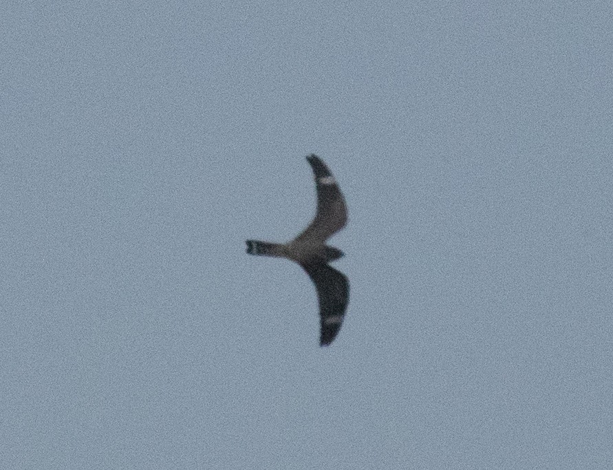 Lesser Nighthawk - ML641721854