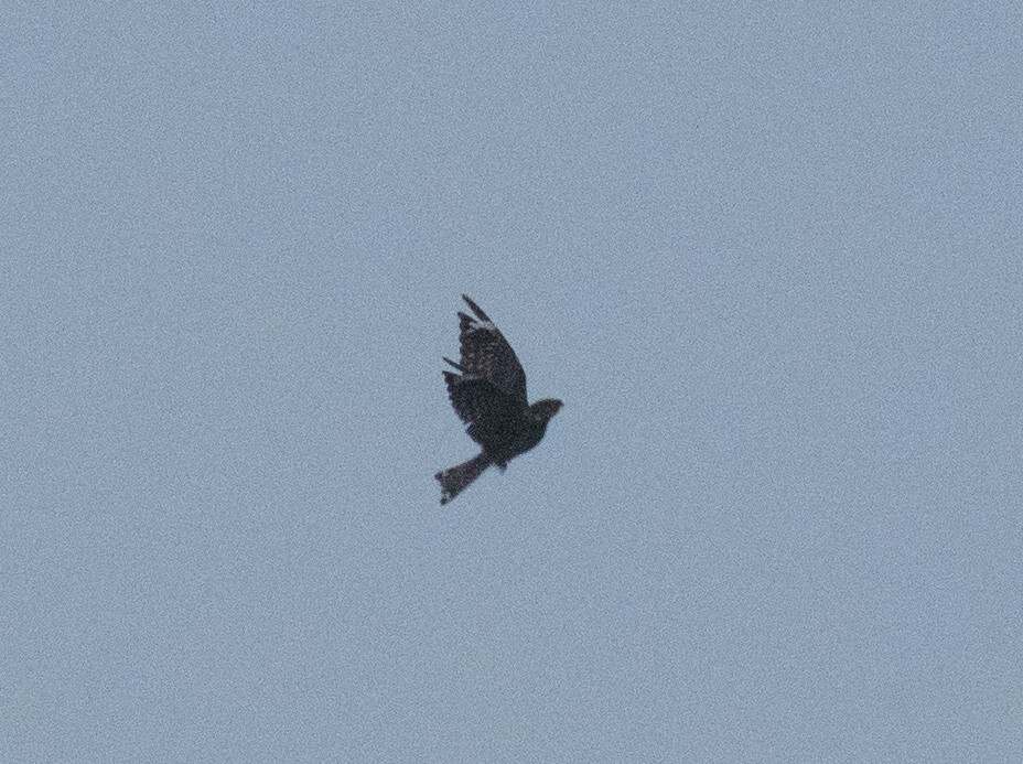 Lesser Nighthawk - ML641721855