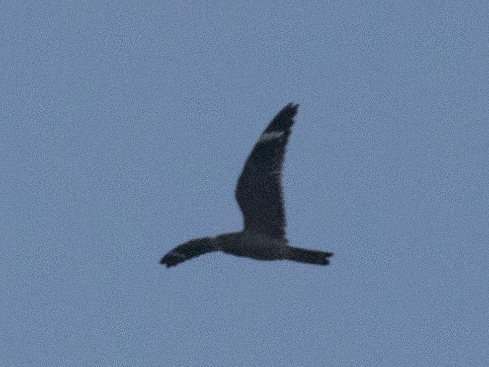 Lesser Nighthawk - ML641721856