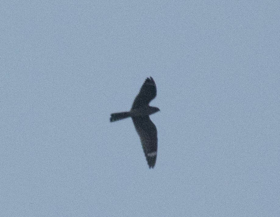 Lesser Nighthawk - ML641721857