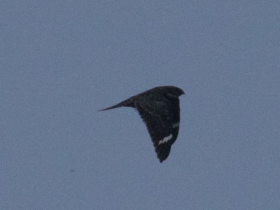 Lesser Nighthawk - ML641721858