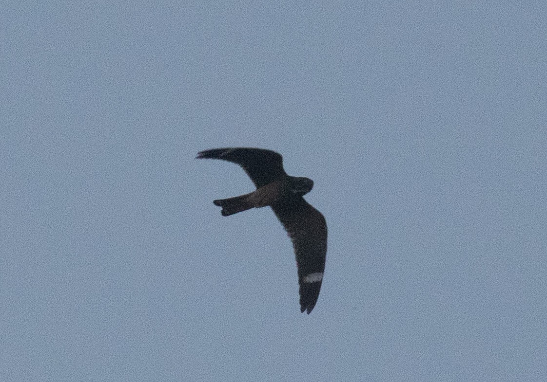Lesser Nighthawk - ML641721859