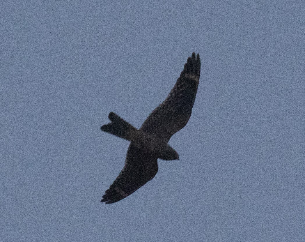 Lesser Nighthawk - ML641721860