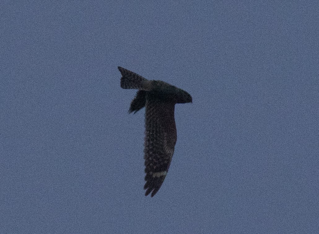Lesser Nighthawk - ML641721861
