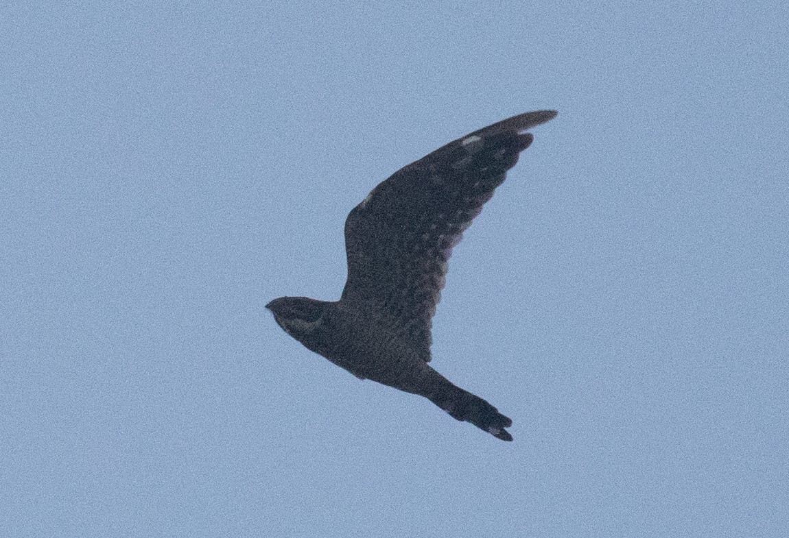 Lesser Nighthawk - ML641721862