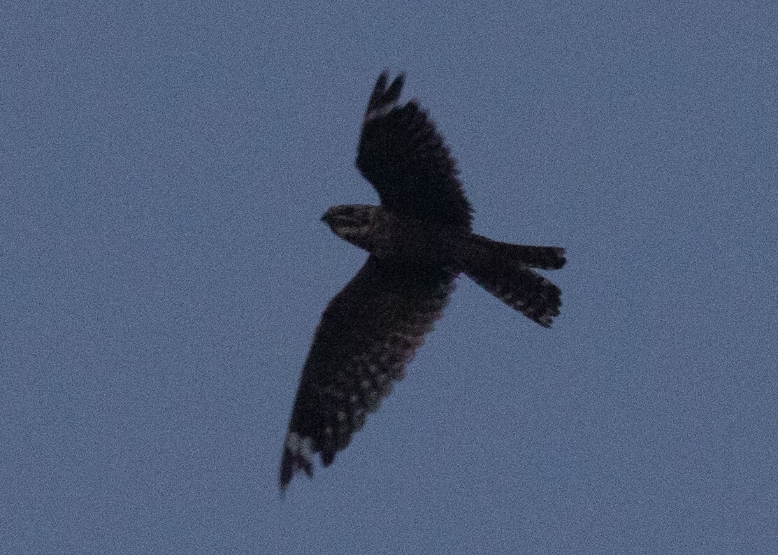 Lesser Nighthawk - ML641721863