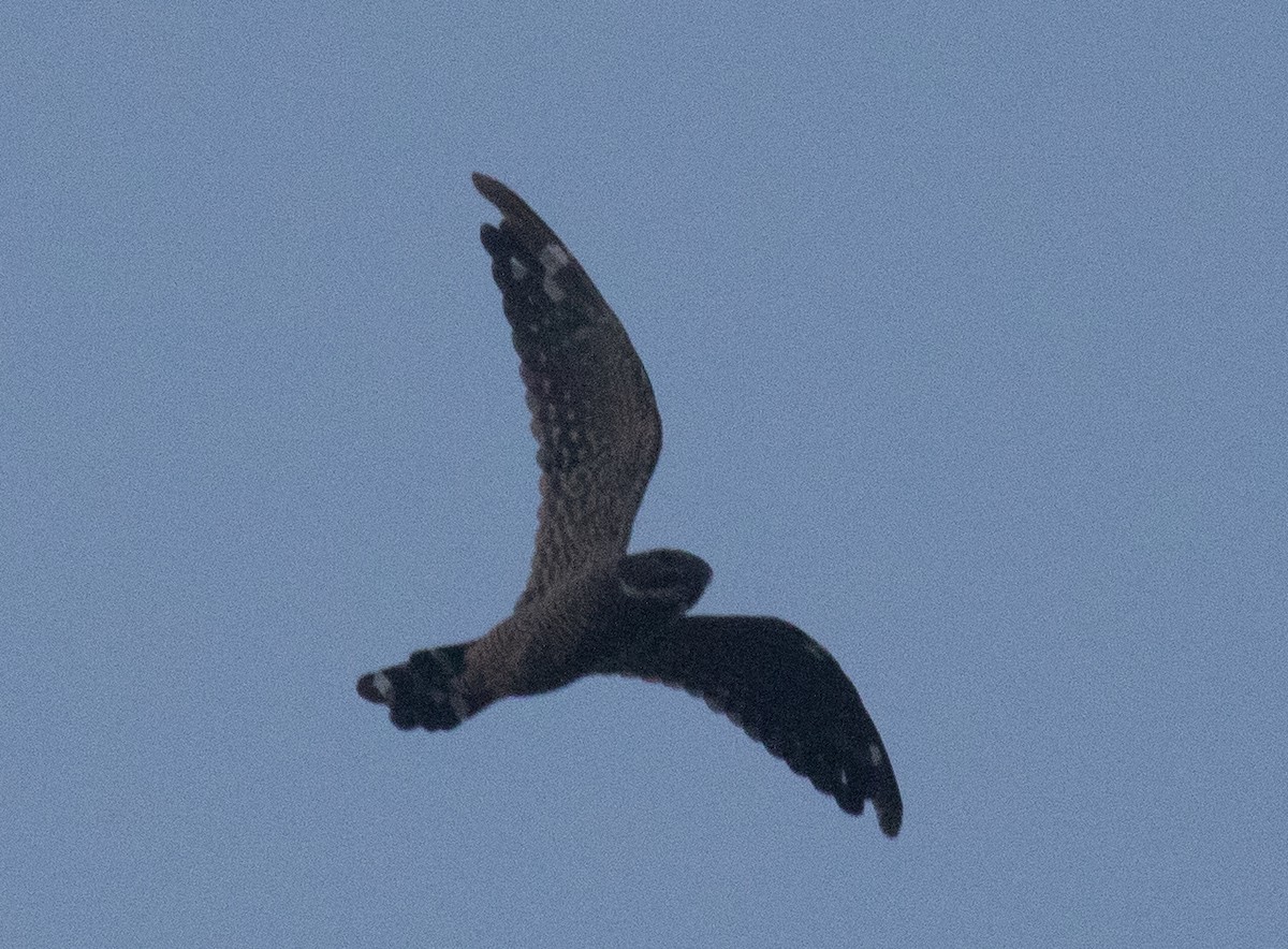 Lesser Nighthawk - ML641721864