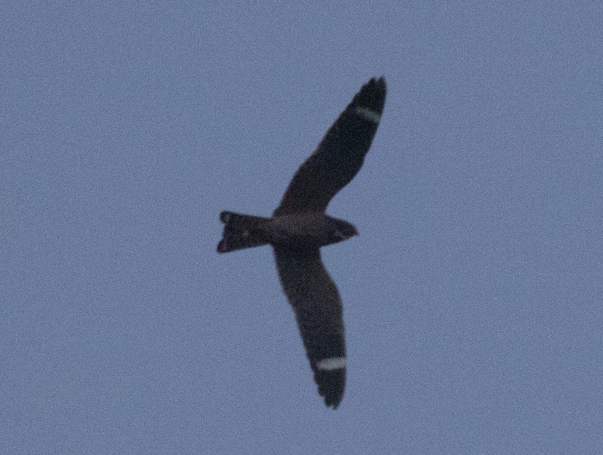 Lesser Nighthawk - ML641721865