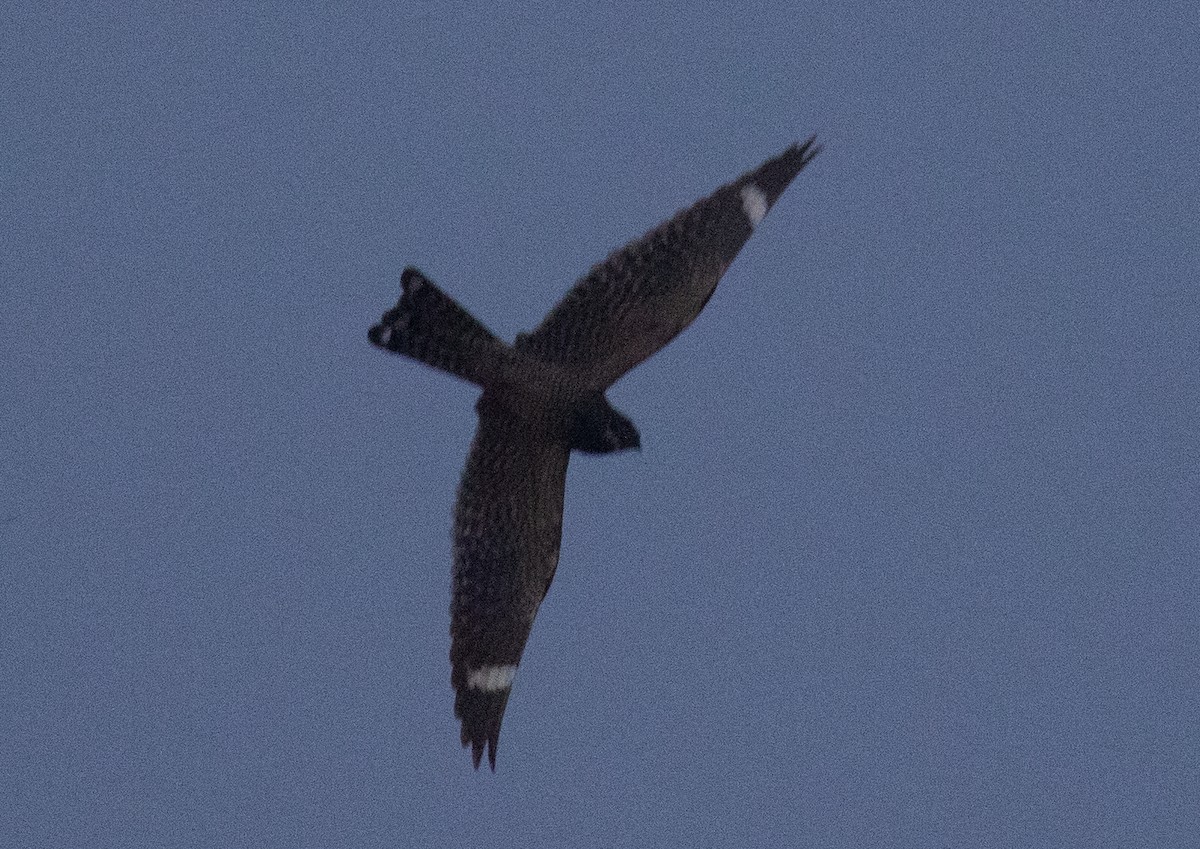 Lesser Nighthawk - ML641721866