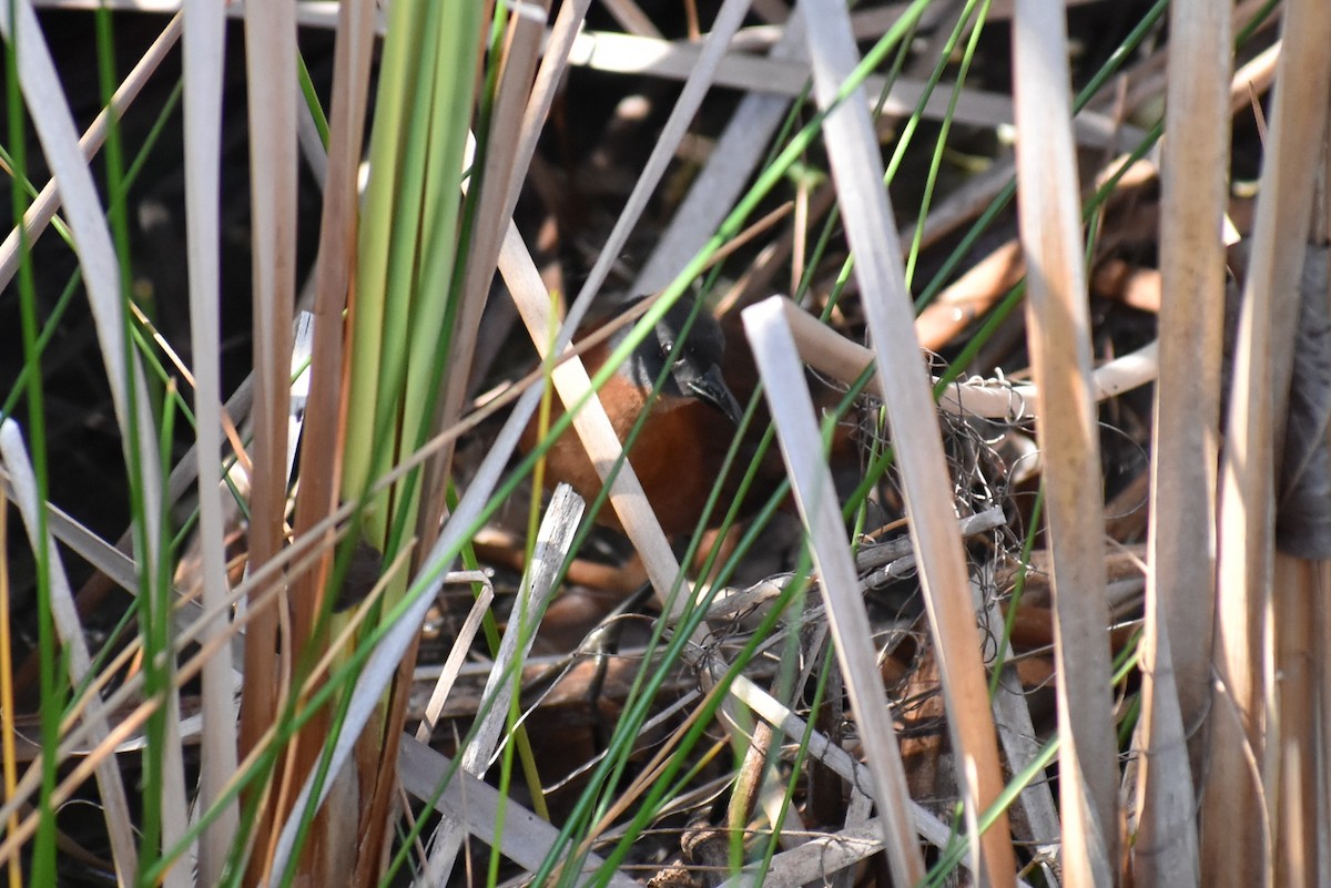 Ruddy Crake - ML641721873