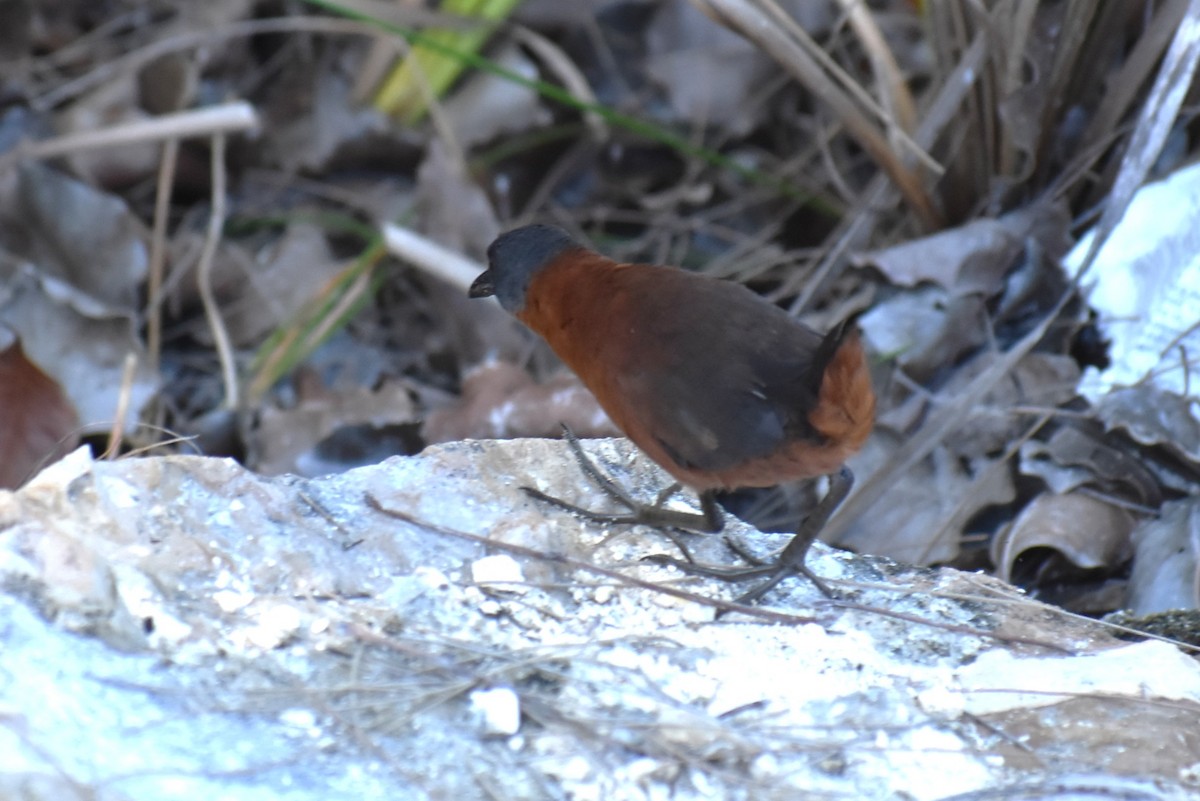 Ruddy Crake - ML641721876
