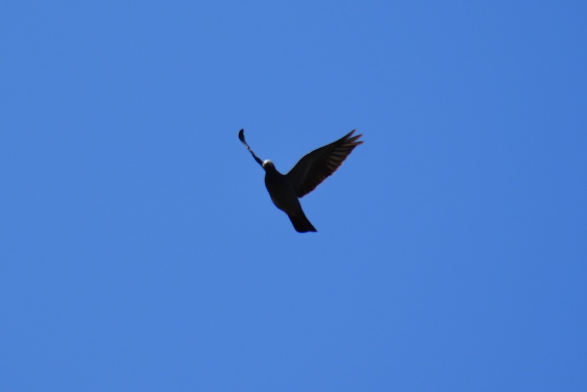 White-crowned Pigeon - ML641721921