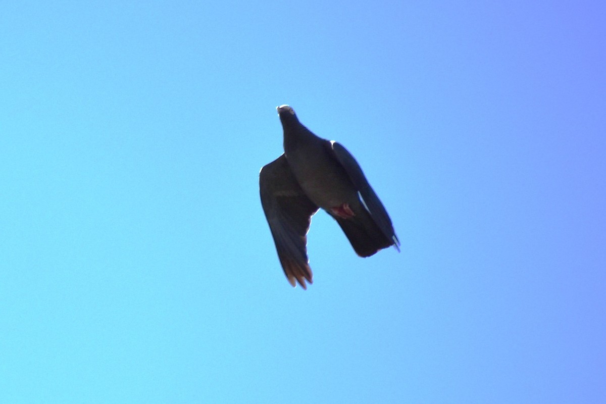 White-crowned Pigeon - ML641721923