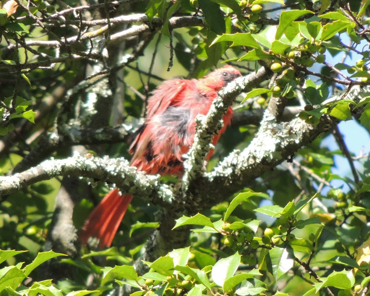 Northern Cardinal - ML641721966