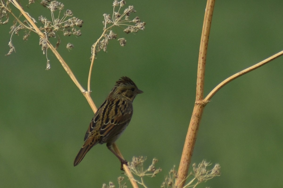 Lincoln's Sparrow - ML641721969