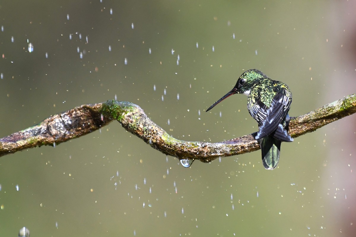 White-throated Hummingbird - ML641721983