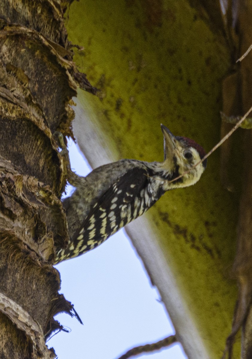 Freckle-breasted Woodpecker - ML641722007