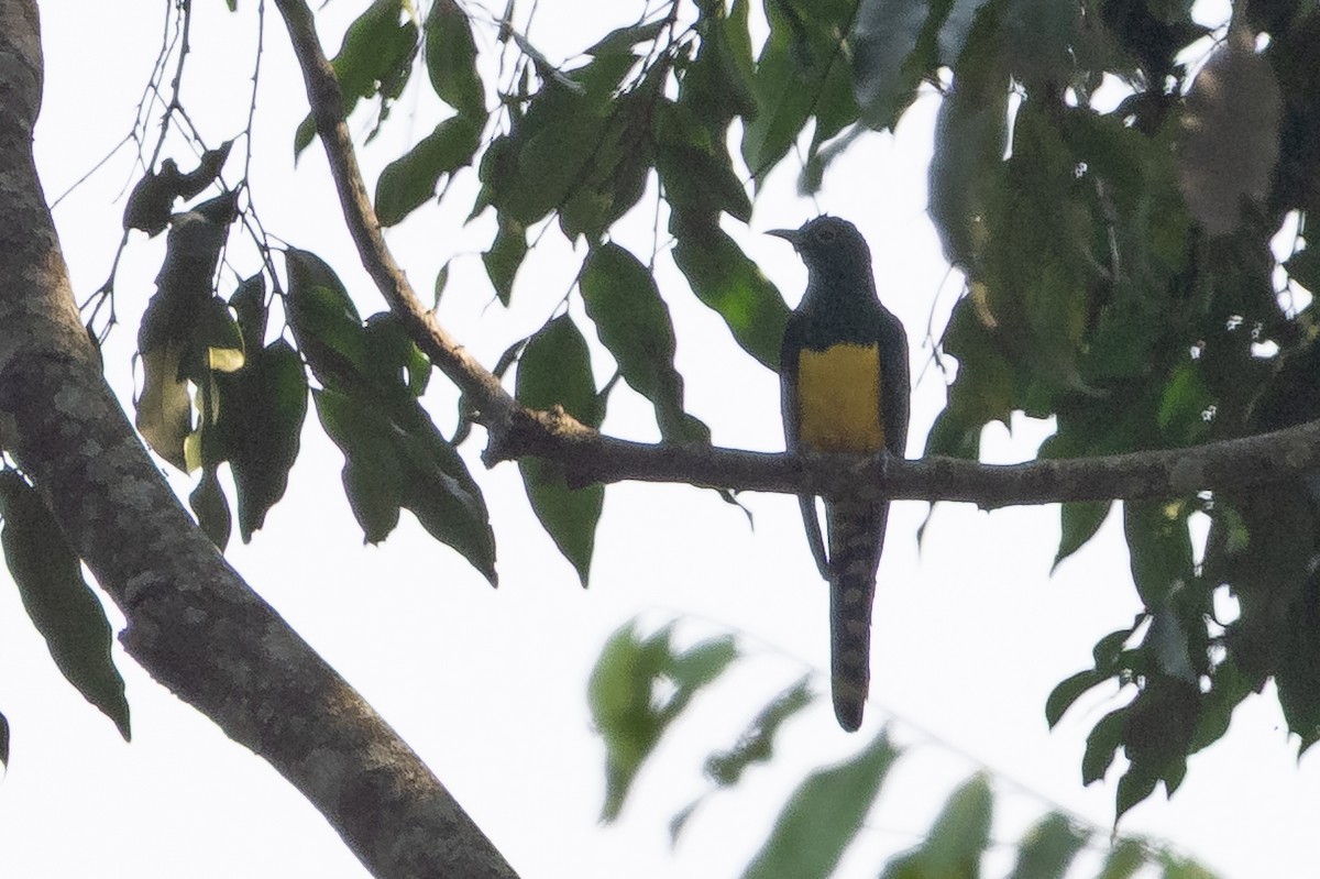 African Emerald Cuckoo - ML641722039