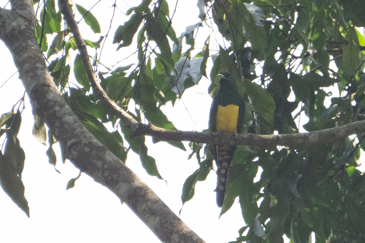 African Emerald Cuckoo - ML641722040