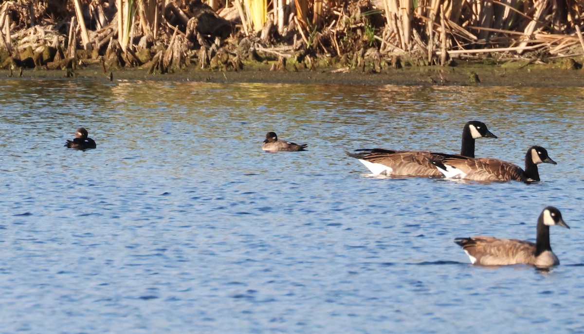 Bufflehead - ML641722051