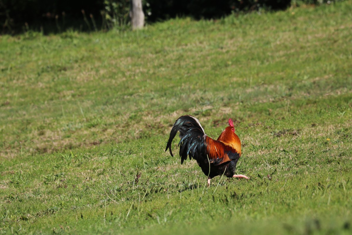 Red Junglefowl (Domestic type) - ML641722118