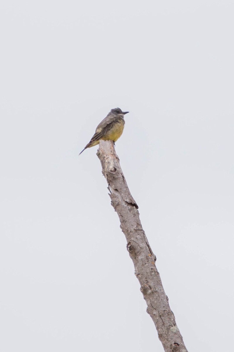 Cassin's Kingbird - ML641722203
