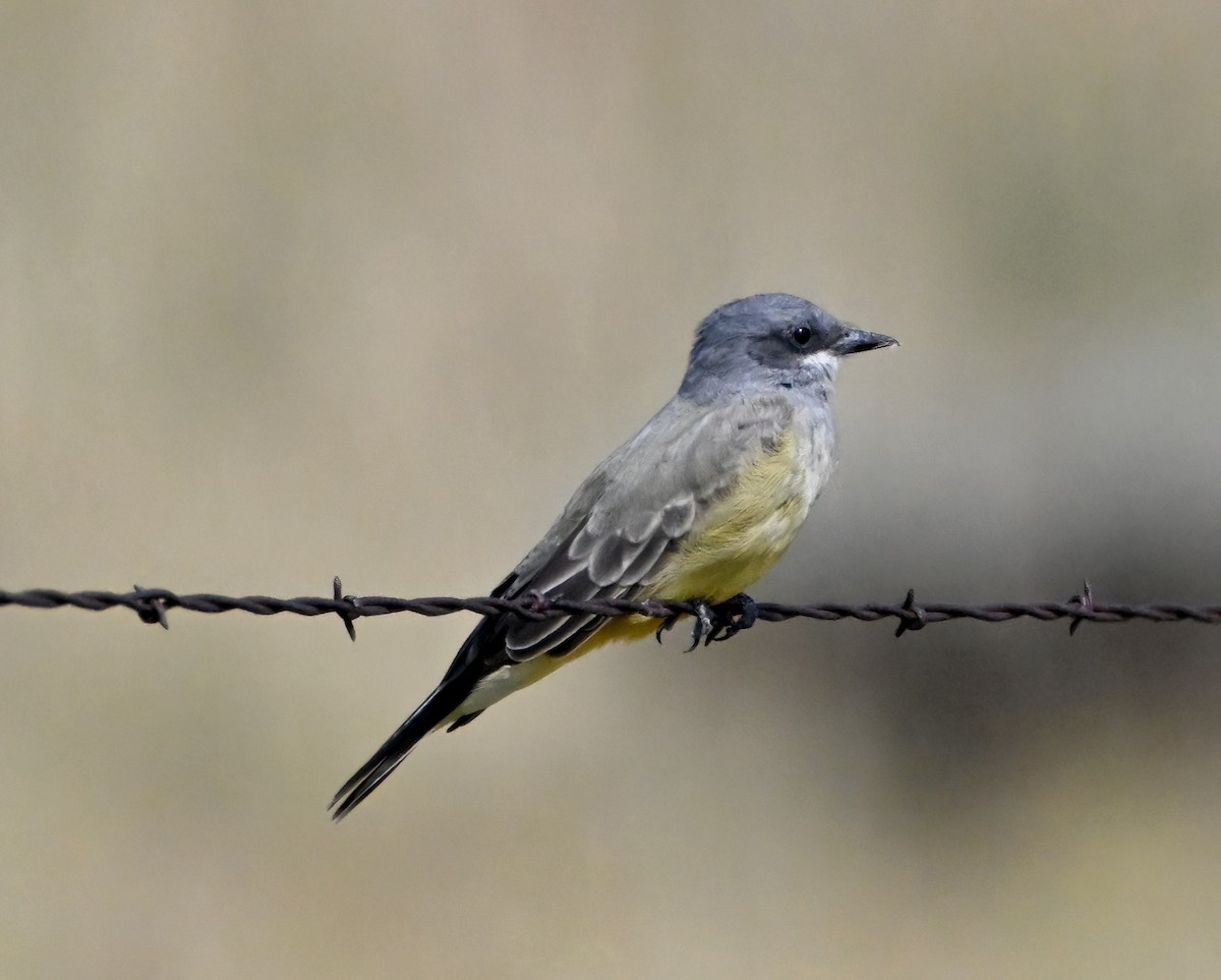 Cassin's Kingbird - ML641722225