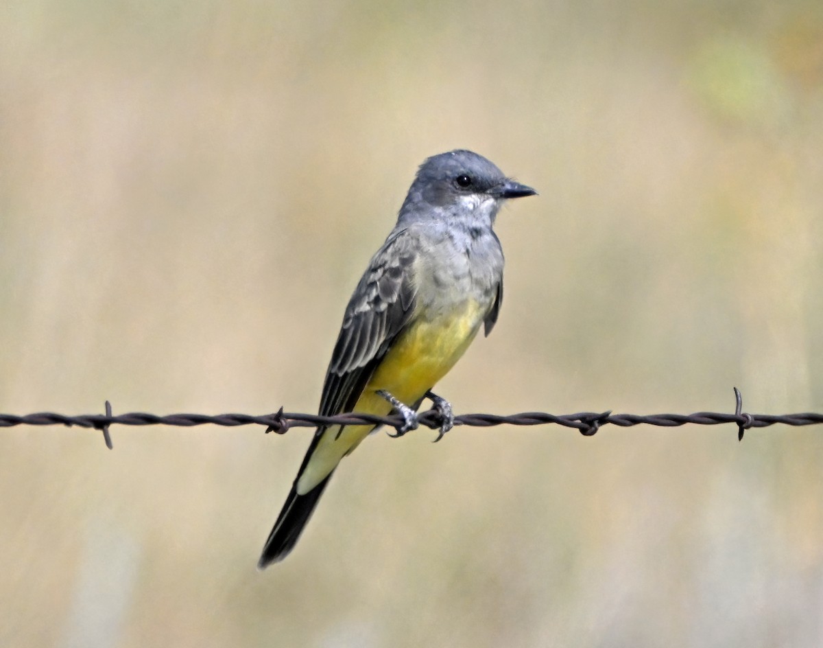 Cassin's Kingbird - ML641722226