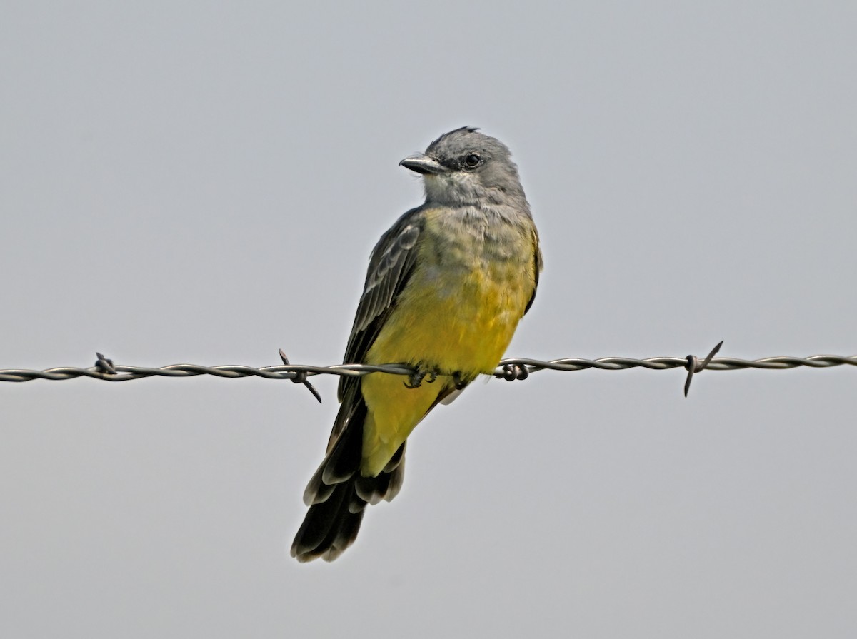 Cassin's Kingbird - ML641722227