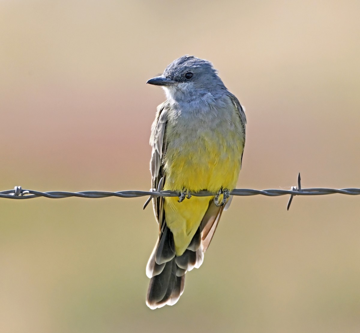 Cassin's Kingbird - ML641722228