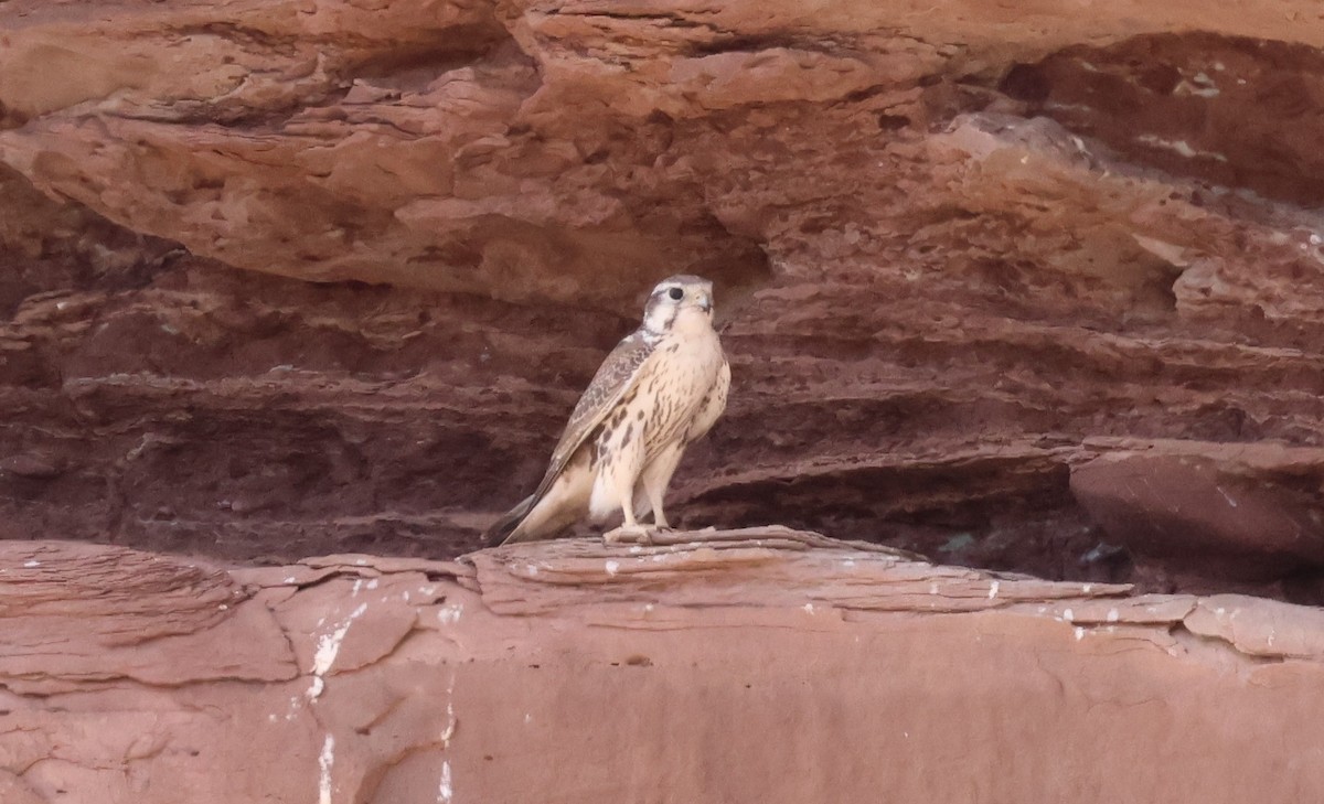 Prairie Falcon - ML641722230