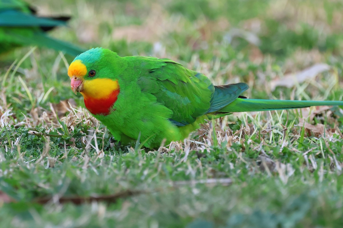 Superb Parrot - ML641722240