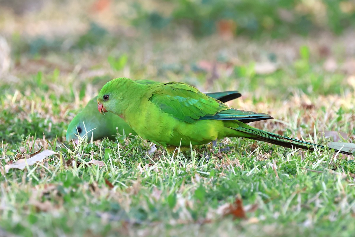 Superb Parrot - ML641722241