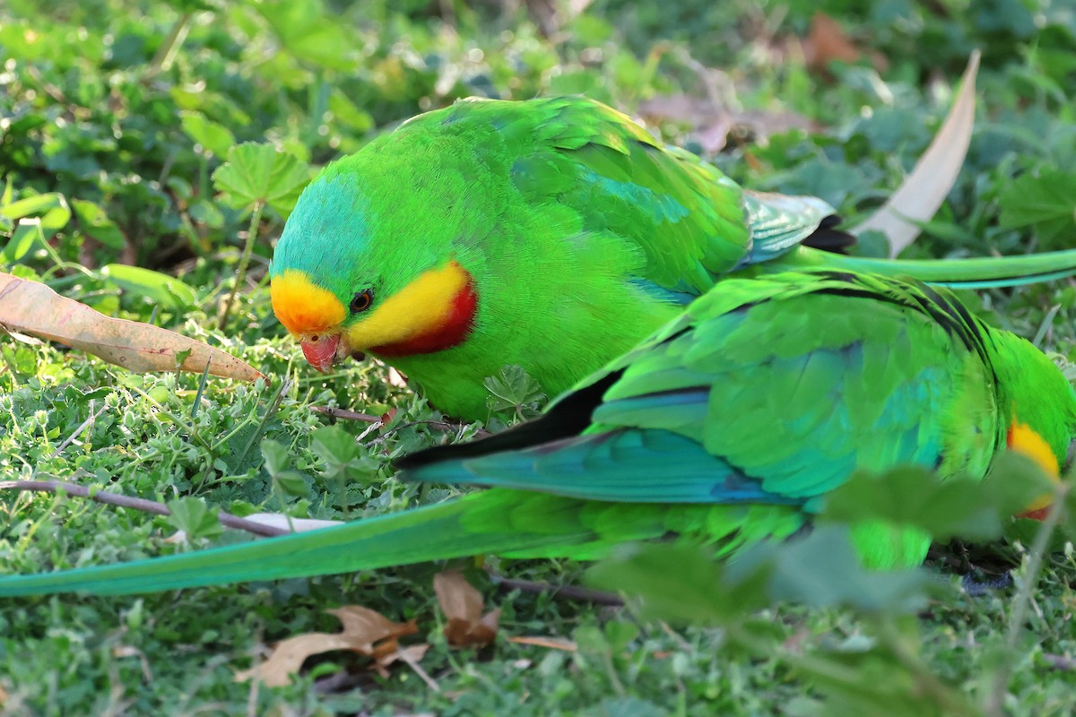 Superb Parrot - ML641722242