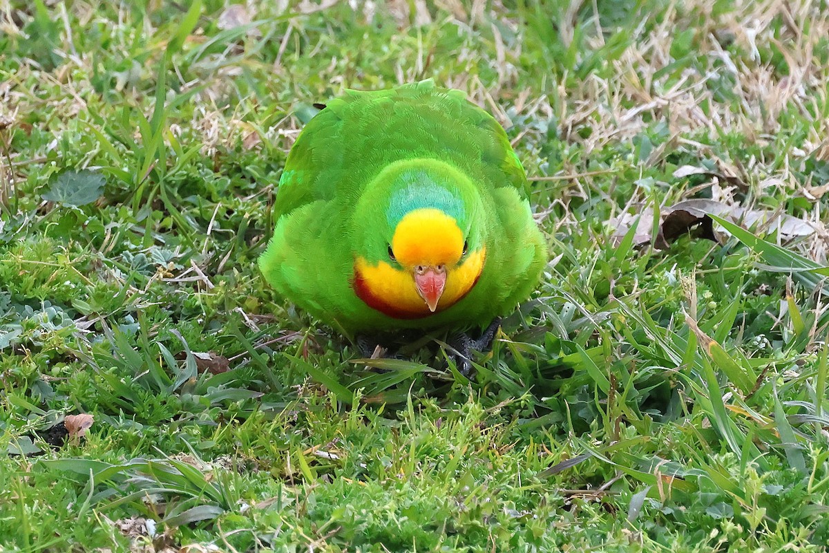 Superb Parrot - ML641722248