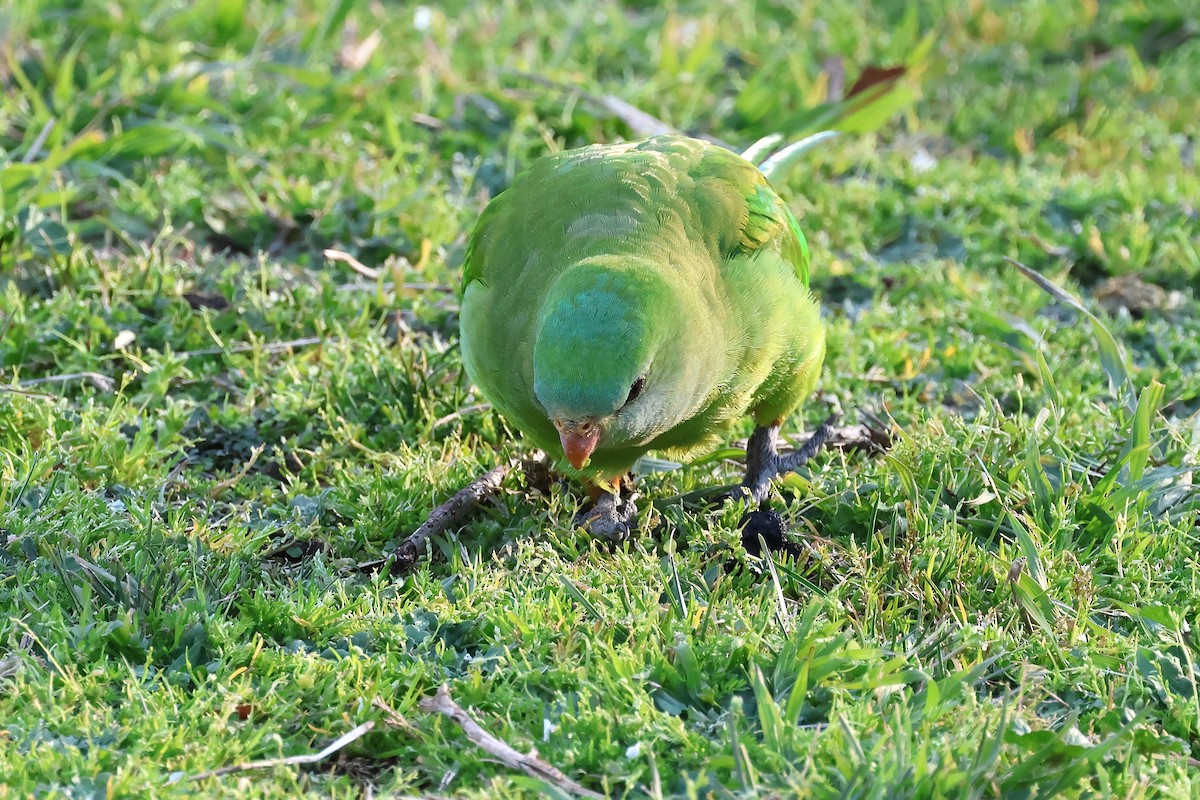 Superb Parrot - ML641722249